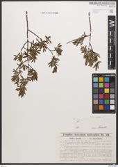 Foto von Salix caesia Vill.